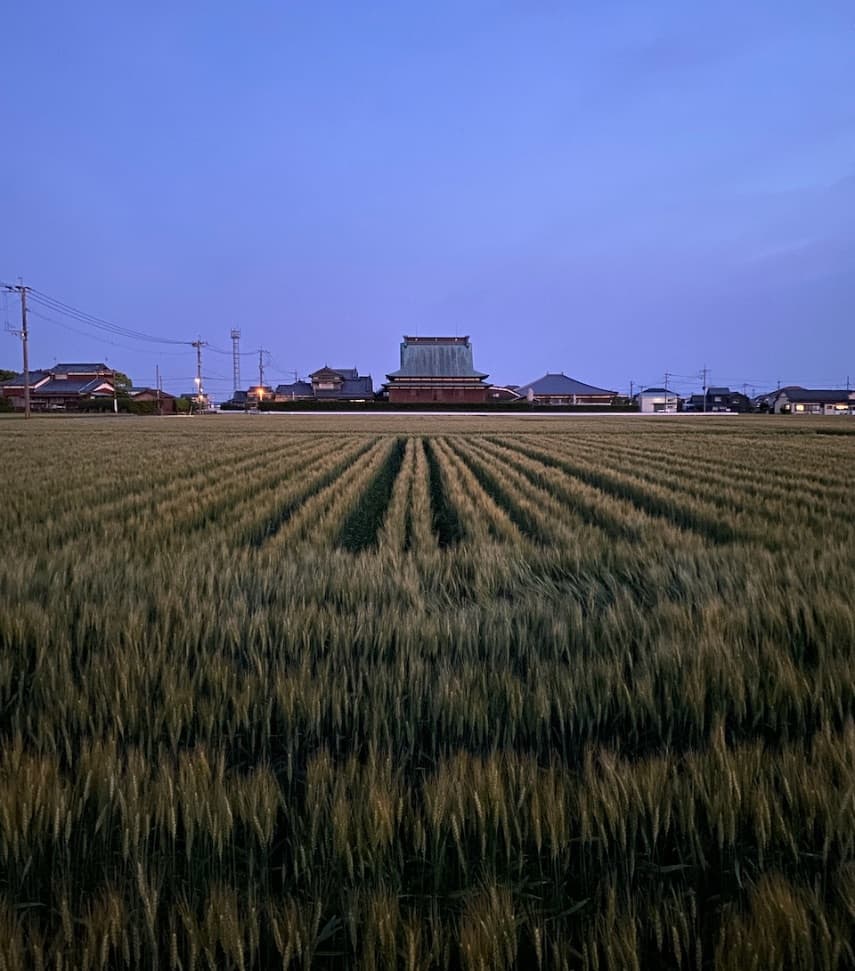 wheat harvest night